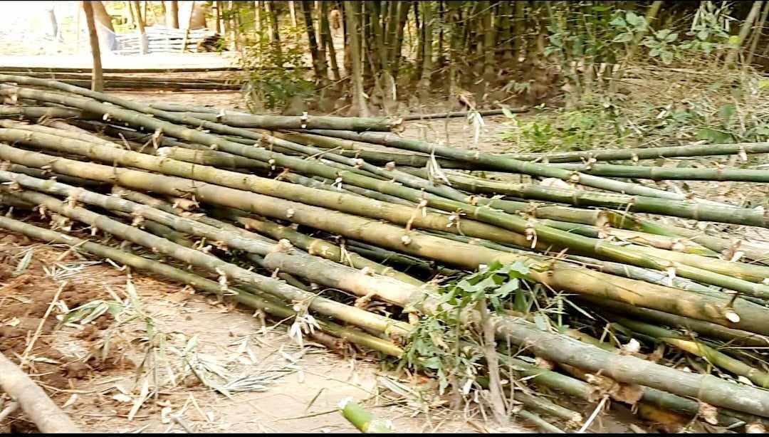 পলাশবাড়ীতে প্রবাসির জমির গাছ-পালা কেটে বসতবাড়ি নির্মাণের চেষ্টা